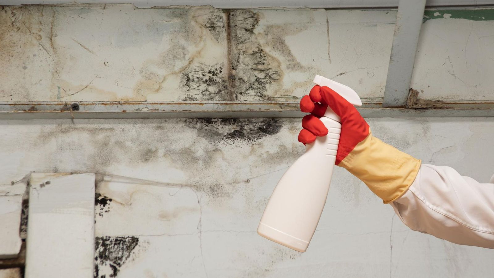 how-to-remove-mold-from-every-corner-of-your-house