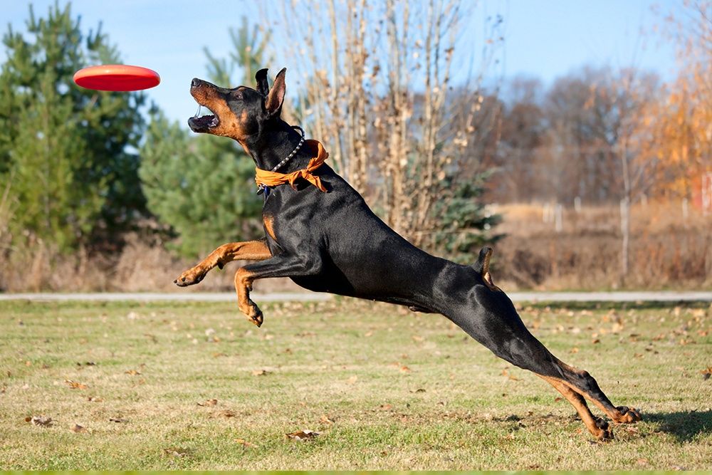 Doberman