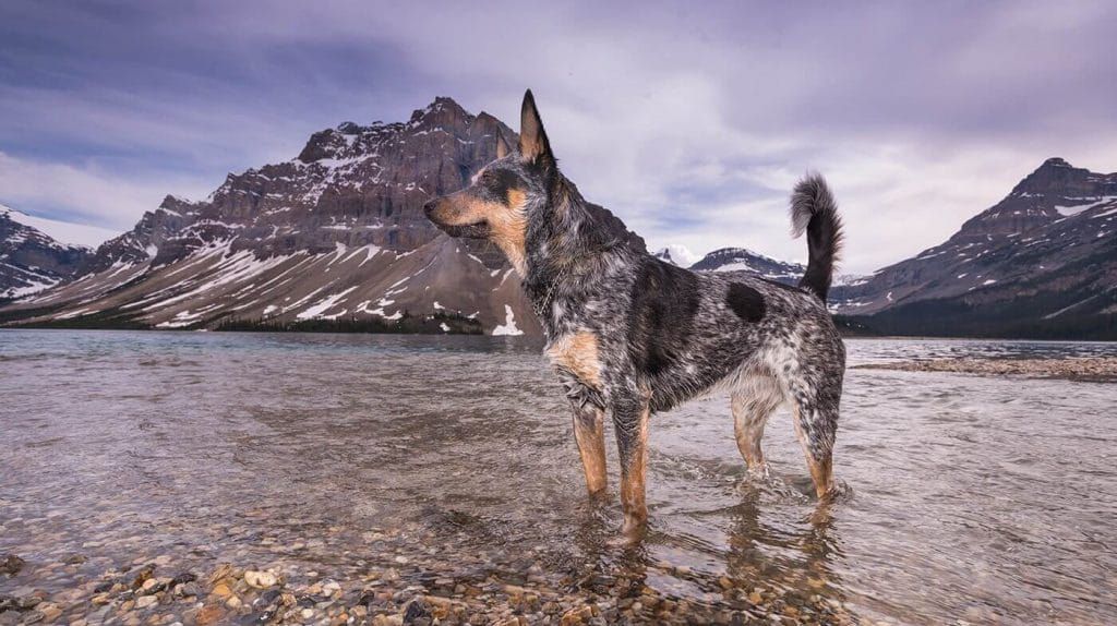 Australian Cattle Dog 