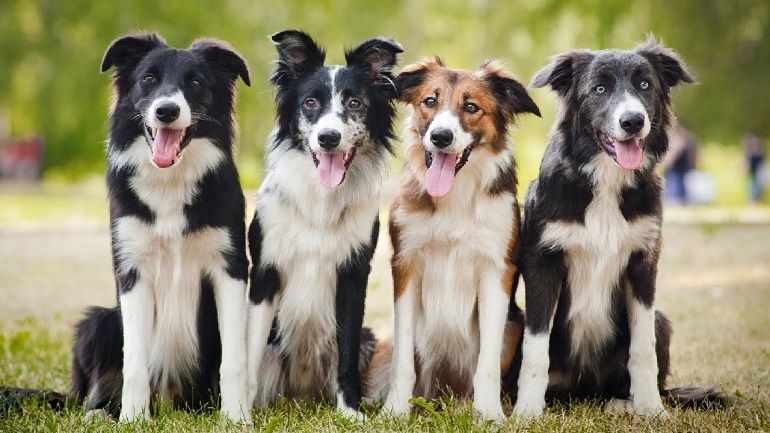 Border Collie