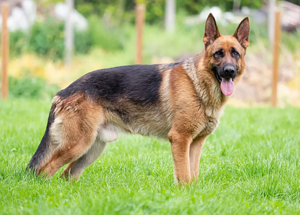 German-Shepherd-dog