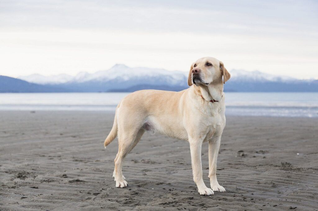 Labrador Retriever