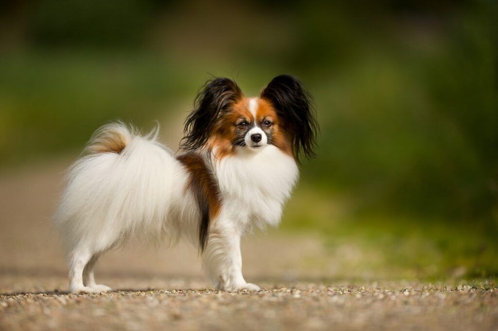 Papillon