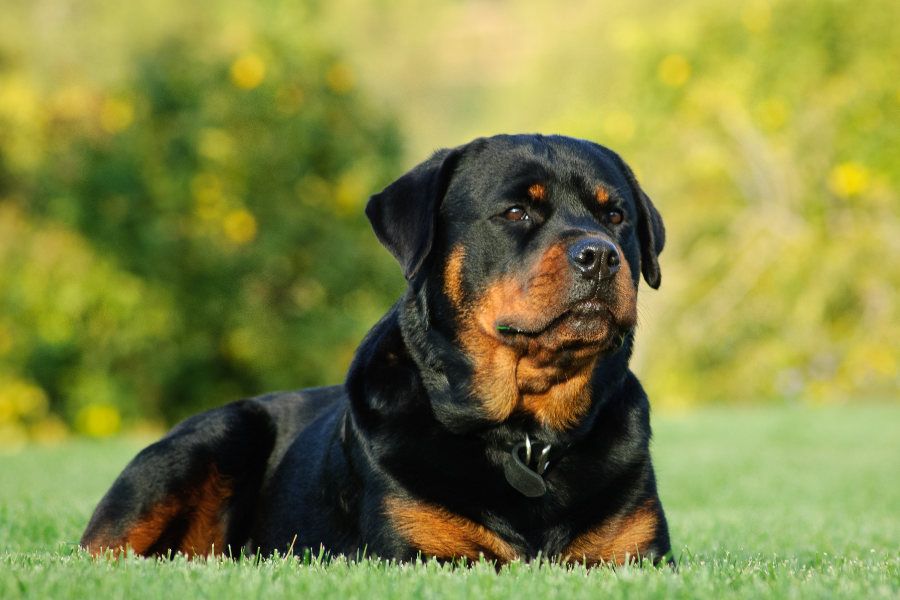 Rottweiler