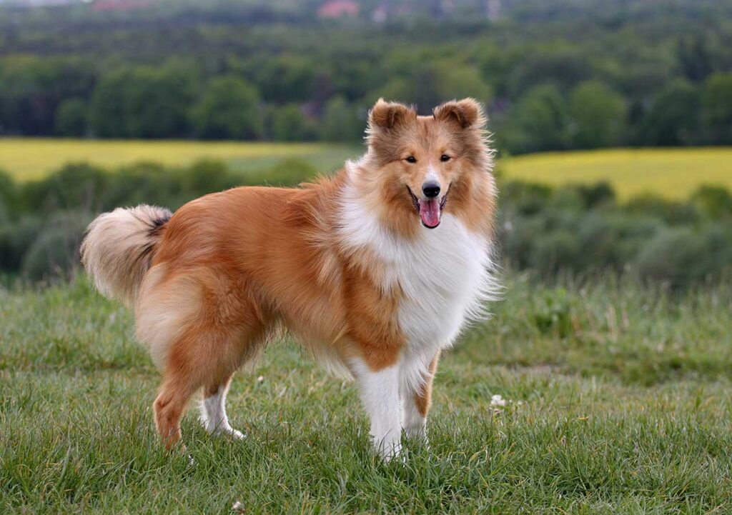 Shetland Sheepdog 